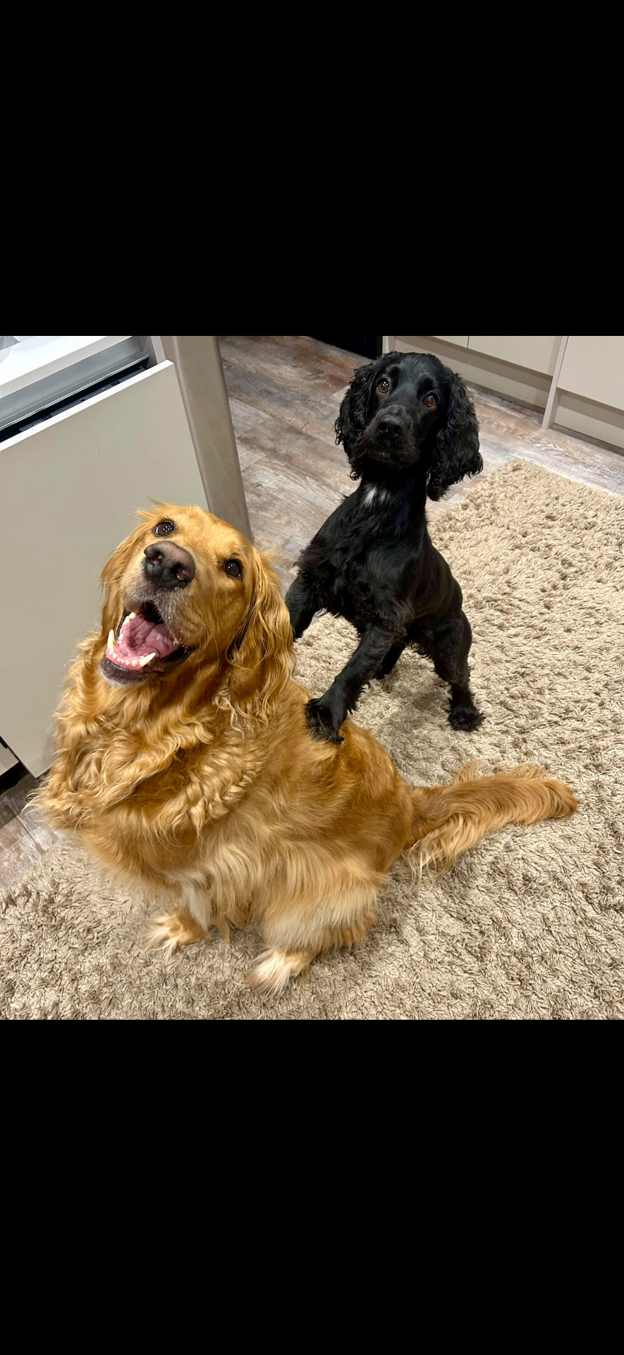Rosie & Bailey, Office Dogs at Collide Technical Recruitment